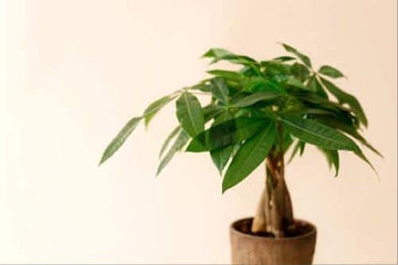 Plante de apartament asociate cu norocul și prosperitatea în Feng Shui