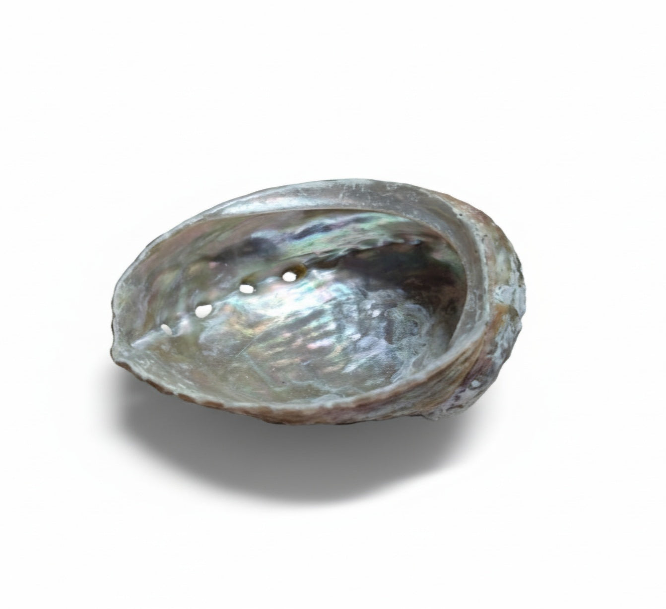 Scoica Abalone pentru Fumigatie si Ritualuri