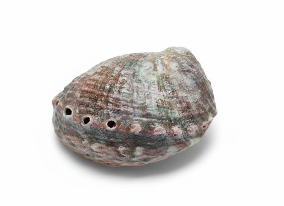 Scoica Abalone pentru Fumigatie si Ritualuri